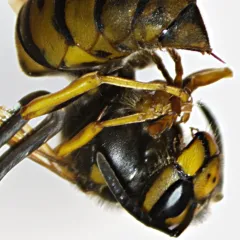 OPTIKA SLX-5 Trinoküler Stereo Zoom Mikroskop - 7x-45x